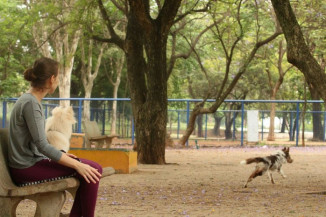 Experiência de vida muda comunicação entre cães e humanos