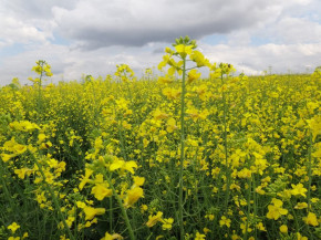 Zoneamento Agrícola de Risco Climático define novas regiões para cultivo de canola no Brasil