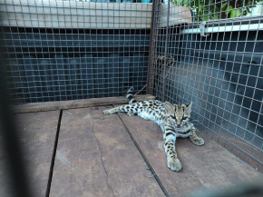 Filhote de jaguatirica é capturado em bairro de Dourados