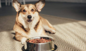Comissão aprova simplificação de venda fracionada de ração para cães e gatos