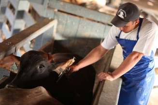 Prorrogado o prazo de vacinação contra a febre aftosa em 14 estados