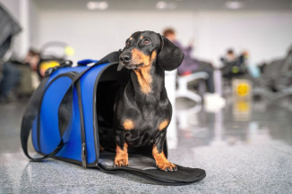 Estados Unidos mudam regras para ingresso de cães procedentes do Brasil