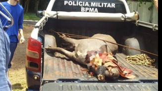 Anta é resgatada em MS com cabeça quase decepada por armadilha