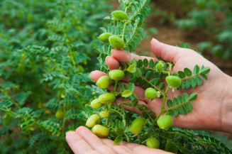 Grão-de-bico é inserido no zoneamento agrícola de risco climático