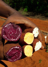 Pesquisa desenvolve batatas-doces coloridas e biofortificadas