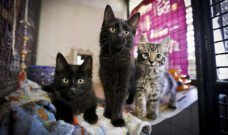 Comissão aprova projeto que prevê placas em rodovias advertindo contra abandono de animais