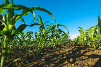Produção agrícola na próxima safra deve chegar a 290 milhões de toneladas