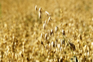 Zoneamento agrícola identifica os principais riscos climáticos para o cultivo da aveia
