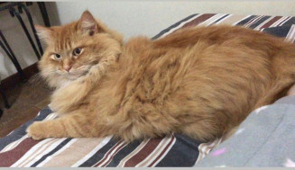 Procura-se gato desaparecido na região do BNH 3º Plano