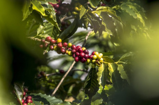 Café arábica tem novas portarias de zoneamento agrícola de risco climático