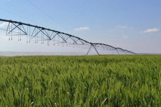 Zoneamento Agrícola de Risco Climático para o trigo tem atualização para a próxima safra