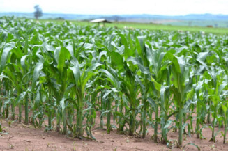 Estudo revela como a densidade de plantas e a adubação interferem no cultivo do milho