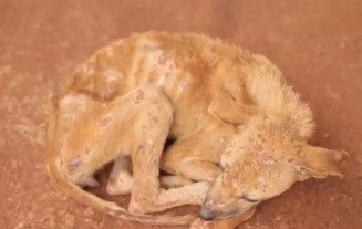 Proteção e segurança animal são temas de 52 projetos em tramitação na Câmara