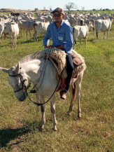 Jovem aposta corrida de cavalo, cai, bate a cabeça e morre
