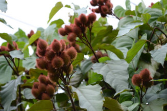 Embrapa publica estudo sobre nutrientes para plantios de urucum