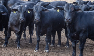 BNDES amplia exigências sociambientais para abate de bovinos