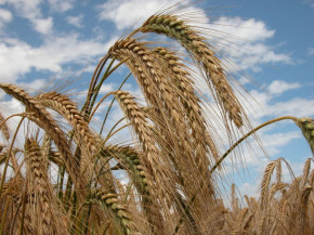 Triticale ganha zoneamento agrícola de risco climático