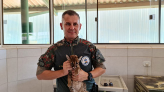 Polícia Ambiental captura filhote de onça em plantação de soja