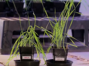 Planta se comunica com micróbios benéficos para afastar patógenos