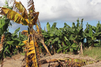 Agências usam ciência para combater doença da banana na América do Sul