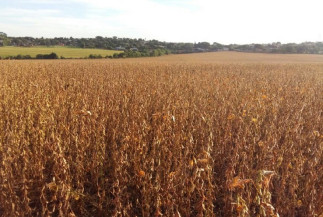 Seca trazida por La Niña impede safra recorde de soja no Brasil