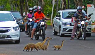 Número de animais silvestres na área urbana dobrou em 3 anos no MS