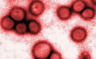 MS tem 193 casos e 15 mortes provocadas por Influenza A H3N2