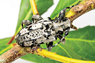 Fevereiro é época de controle da broca-da-erva-mate