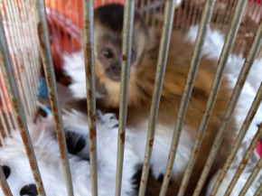 PMA de Dourados captura filhote de macaco-prego em chácara