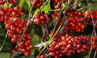 Safra de café deve registrar aumento de 16,8% em 2022