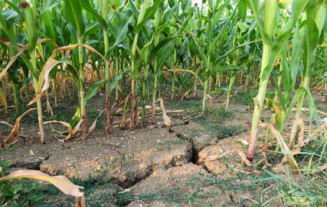 Seguro rural registra recorde de R$ 68.3 bilhões e beneficia mais de 120 mil produtores