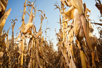 Produtores realizaram mais de 81 mil acionamentos de seguro rural e Proagro devido à seca