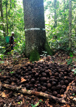 Sequenciamento do genoma da castanheira deve acelerar o melhoramento da espécie