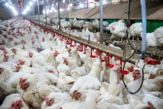 Alta de custos deixa avicultura no vermelho em janeiro