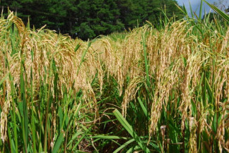 Lavoura de arroz apresenta custo de produção mais elevado em 2022