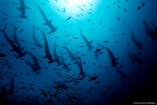 Reserva marinha na América Latina traz esperança, mas desafios de conservação permanecem