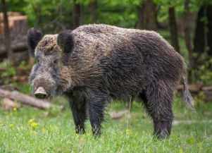 Projeto autoriza o abate de animais invasores classificados como nocivos