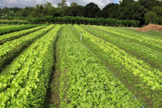 Projeto dos Bioinsumos contrapõe-se à nova proposta para agrotóxicos