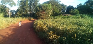 Crianças indígenas vivem expostas ao agrotóxico aplicado nas lavouras