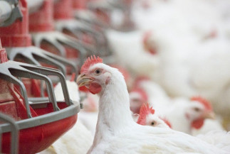 Conab inclui custos de produção de frango de corte no Portal de Informações Agropecuárias