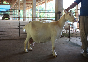 Pesquisadores desenvolvem protocolo para tratar da pseudogestação em cabras e ovelhas