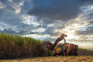 Valor Bruto da Produção Agropecuária de MS apresenta crescimento de 17,85% nos últimos 3 anos