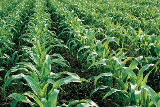 Manejo pré-emergente é alternativa para o controle de plantas daninhas no milho