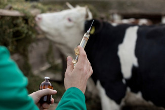 Secretaria de Defesa Agropecuária avança no registro de produtos veterinários