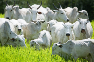 Ministério da Agricultura inverte vacinação contra febre aftosa em 2022