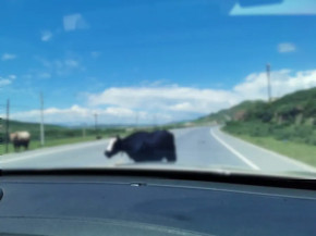STJ definirá se concessionária é responsável por acidente causado por animal na rodovia