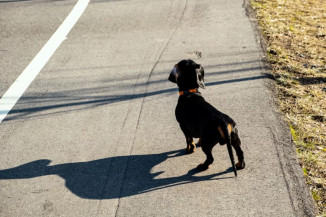Matar ou ferir animais na direção do veículo pode virar crime de trânsito