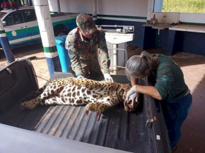 Onça morre atropelada e é recolhida na BR-262, no Pantanal