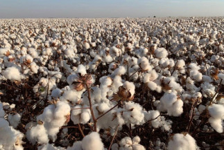 Consumo mundial de algodão vai aumentar