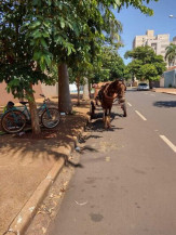 Defensores da causa animal levantam debate sobre maus-tratos a cavalos em Dourados